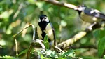 Grădina Zoologică din Varșovia va avea UPU pentru păsări sălbatice rănite