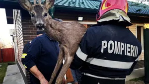 Un alt fel de „singur acasă”: Bambi, salvat dintr-un râu din judeţul Hunedoara
