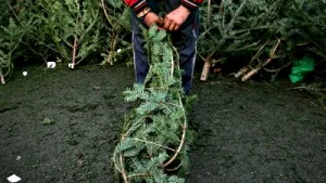 Romanian Forestry Auth To Cut Down Over 100,000 Christmas Tress This Year