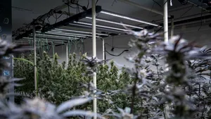 IGPR: 52 de kilograme de canabis, confiscate în ultimele două săptămâni