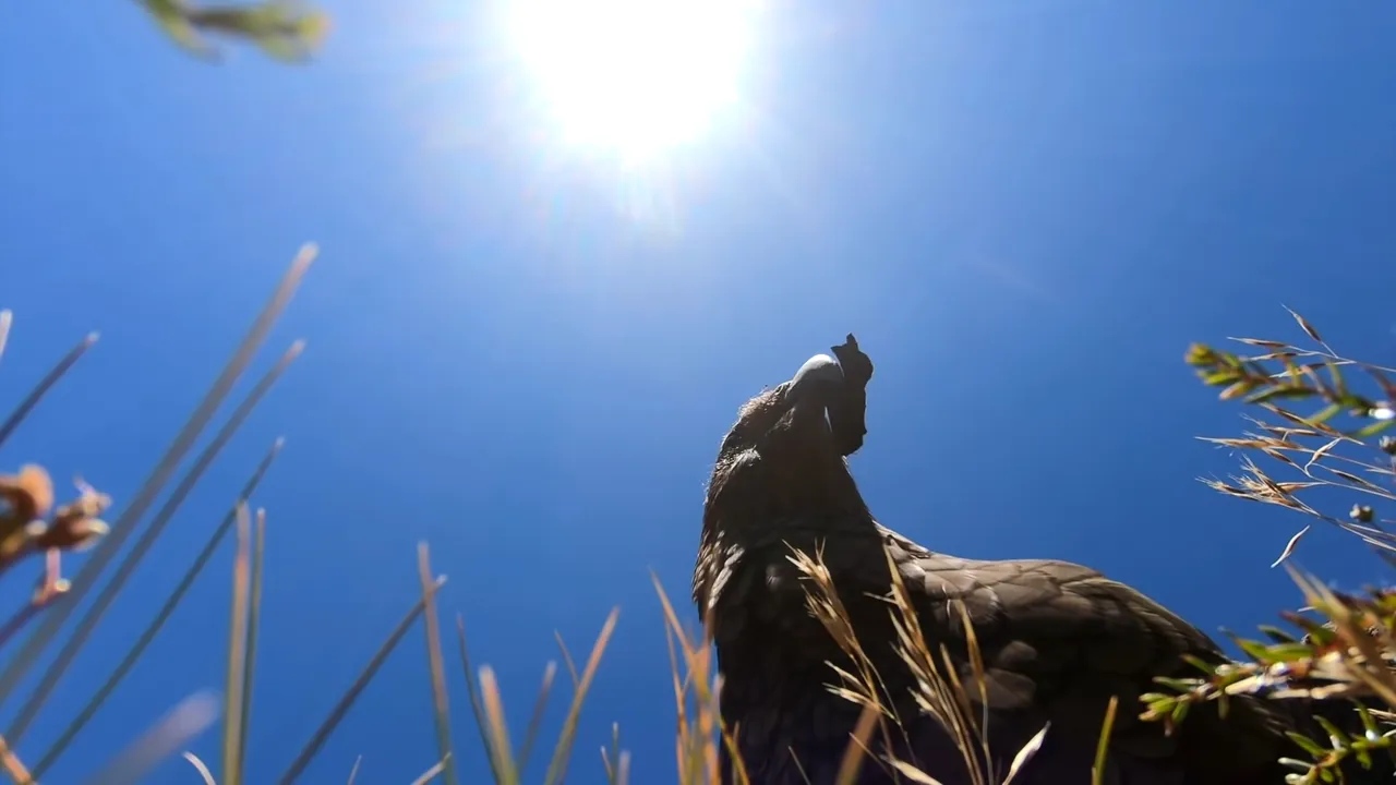 Papagalul cleptoman: a furat un GoPro şi a filmat Fiordland-ul