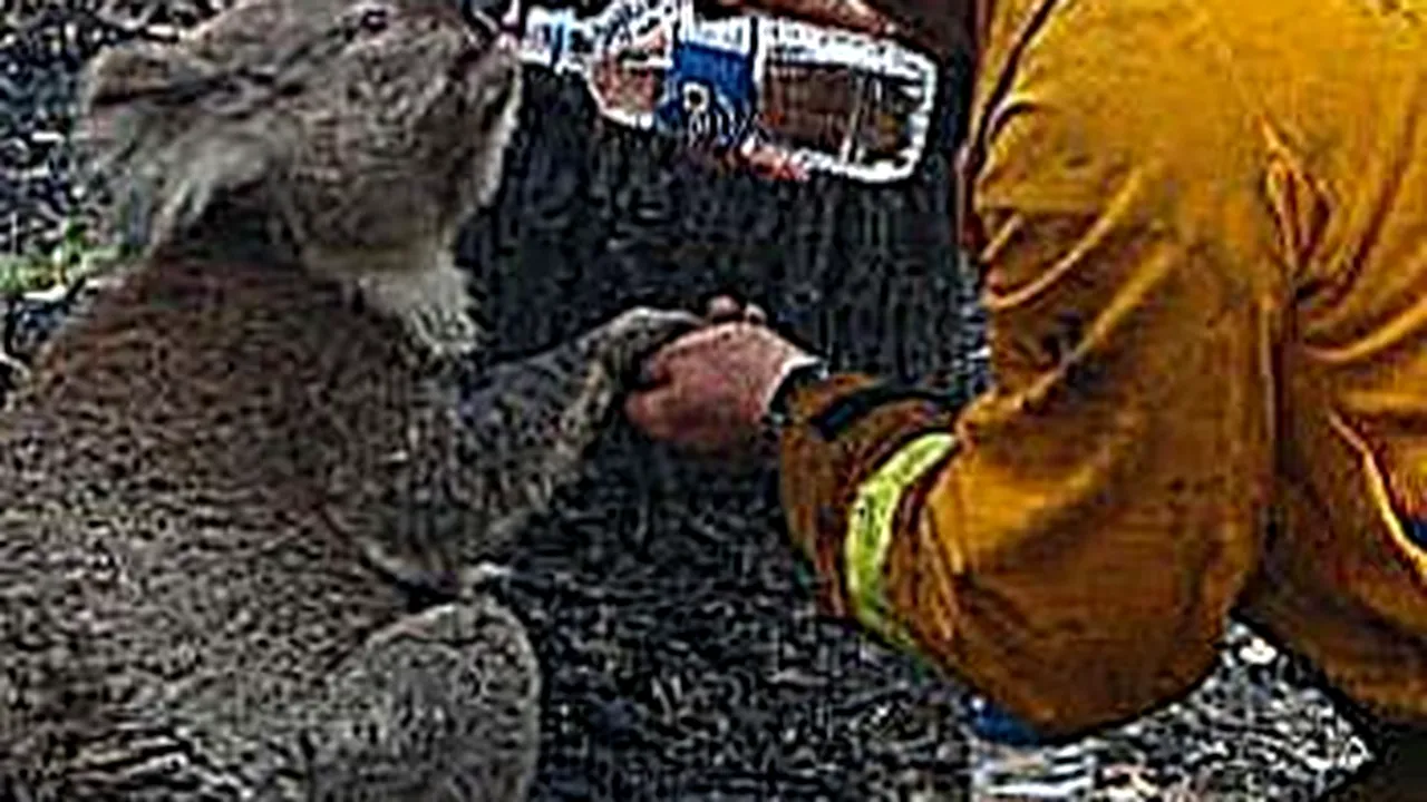 Un urs koala, salvat din Australia, devine vedetă pe YouTube (Video)