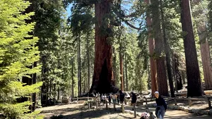 Incendiul din California ameninţă cei mai mari copaci din lume. Faimosul Grizzly Giant, un sequoia gigant despre care se crede că are aproximativ 3.000 de ani, este în pericol