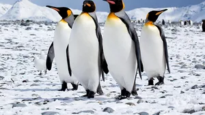 Cel mai mare pinguin din lume este în pericol de dispariţie din cauza schimbărilor climatice