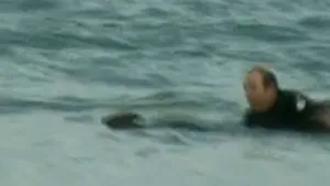 Un surfer a salvat un cangur de rechini - VIDEO
