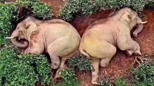 Doi elefanţi s-au îmbătat şi au adormit după ce au băut 30 de litri de alcool din porumb