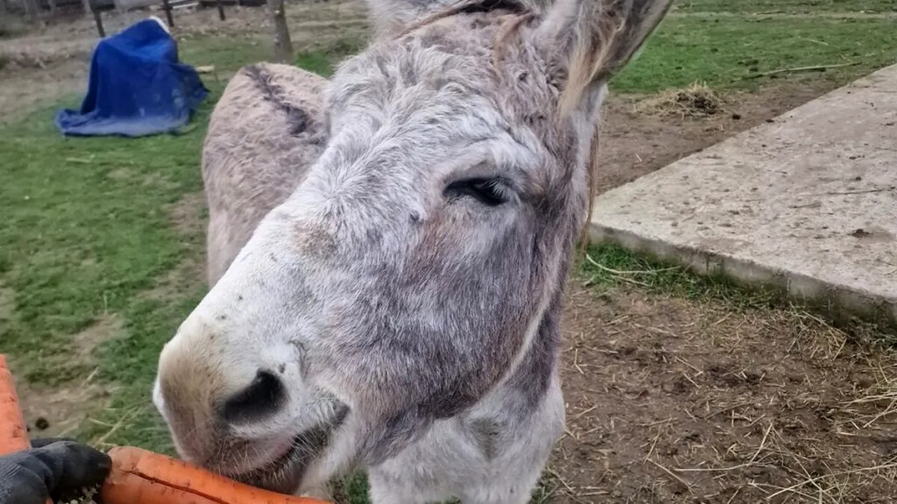 Măgarul Gelu a fost salvat de Crăciun. Animalul slab și înfometat a fost dus la un adăpost din Galați