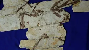 O nouă specie de pterozaur, descoperită în China