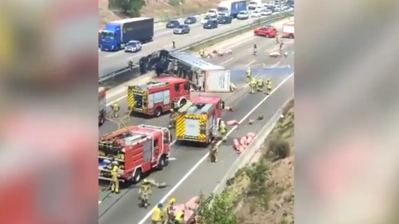Porcii au blocat o şosea din Barcelona, după un acccident