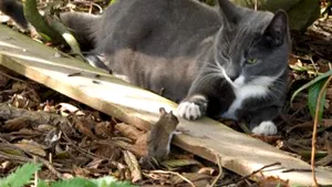 Tom şi Jerry, în variantă reală - FOTO