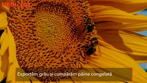 România, campioană la cereale, vinde ieftin şi cumpără scump: Valoarea importurilor a depăşit-o cu mult pe cea a exporturilor