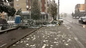 Sebeş: Mai multe locuinţe fără curent electric. Un brad mare a fost doborât după o furtună - FOTO