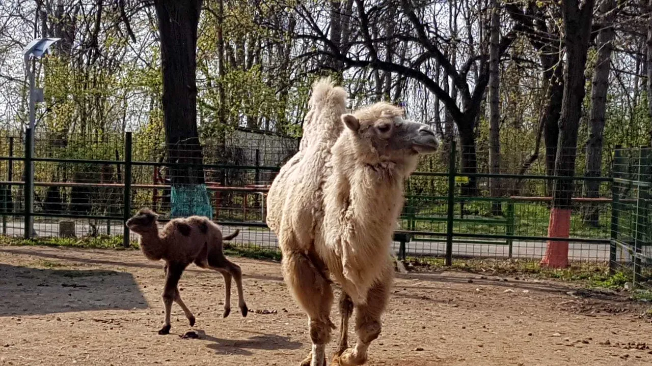 Atracţia de la Zoo: O cămilă adusă de la Circul Globus, la Grădina Zoologică Bucov, în urmă cu doi ani, a născut | FOTO