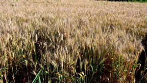 Valul de căldură din iunie a provocat pierderi de circa 2 miliarde de euro în agricultura europeană. Recolta de cereale, estimată la cel mai scăzut nivel din ultimii opt ani