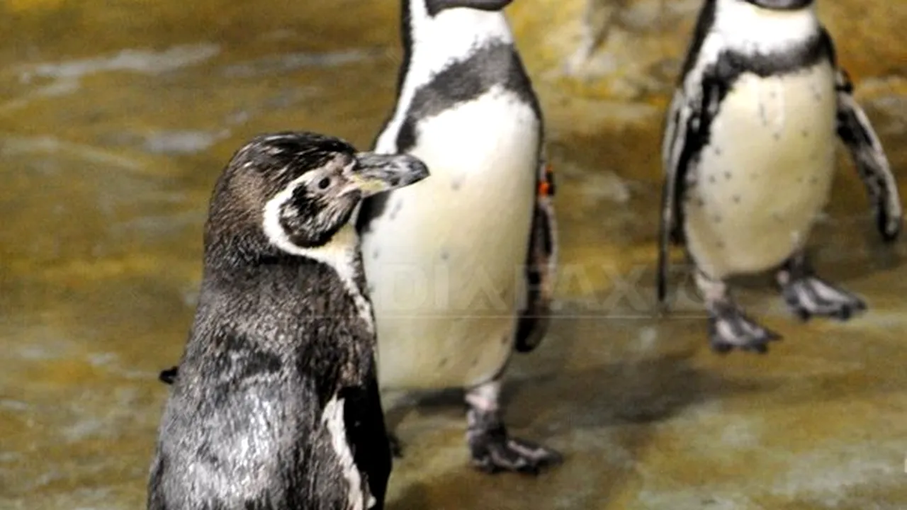 Cadou neobişnuit de nuntă pentru prinţul William şi Kate: Un pui de pinguin