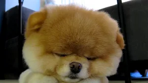 Un căţeluş face senzaţie pe Facebook: Are peste un milion de fani. Vrei să-i dai 