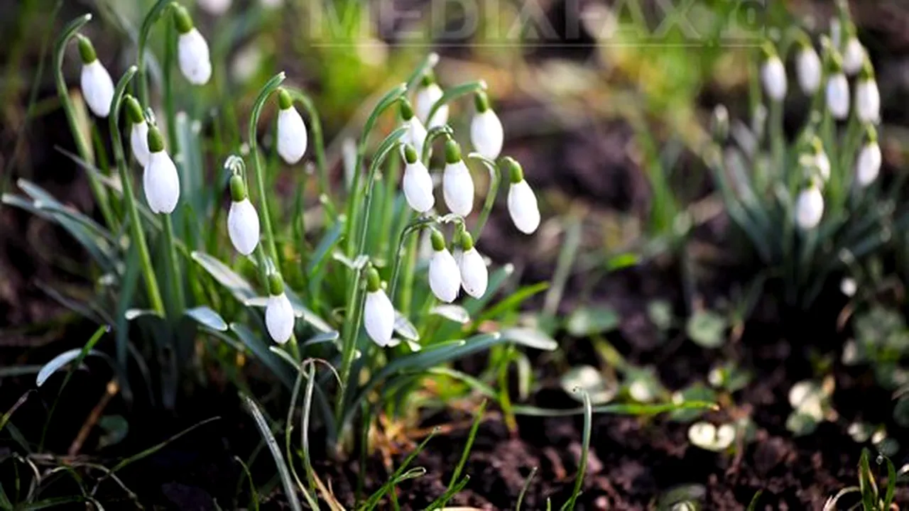 VREMEA de 8 martie. PROGNOZA METEO pentru weekend în ţară, la Bucureşti şi la munte