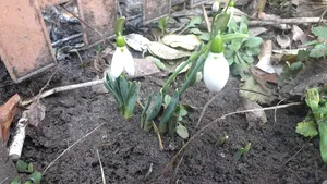 Temperaturi de 21 de grade anunţate pentru sudul ţării. Au apărut ghioceii, iar agricultorii aşteaptă recolte slabe