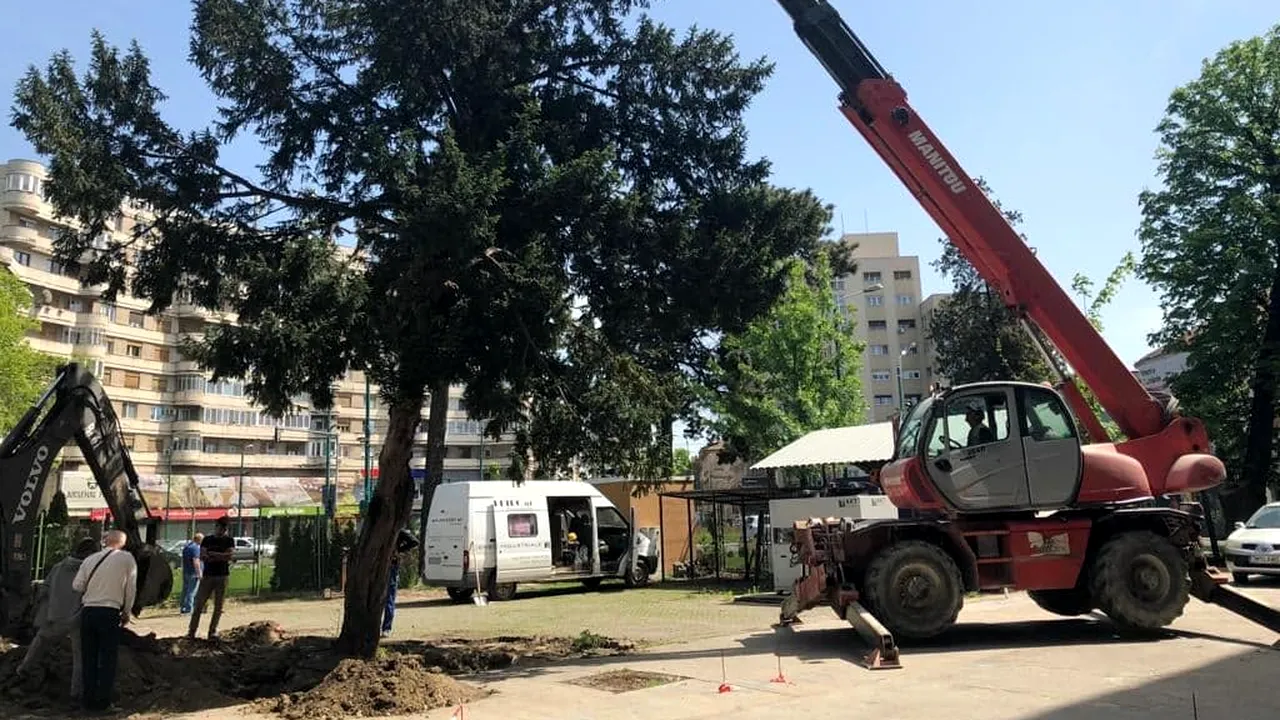 Un copac uriaş, de 6,6 tone, a fost salvat de la tăiere de angajaţii Spitalului Timişoara/ Operaţiunea anevoioasă de strămutare a arborelui | VIDEO