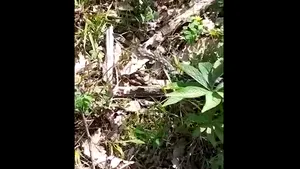 VIDEO O viperă cu corn a fost filmată într-o pădure din Parcul Naţional Domogled - Valea Cernei