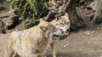 Lupii devin din ce în ce mai agresivi într-o regiune din nord-estul Italiei. Ce măsuri au luat autoritățile