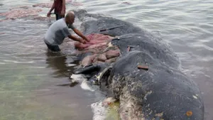 Balenă însărcinată, cu peste 20 de kilograme de plastic în burtă, moartă pe o plajă din Italia