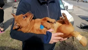 Primăria Capitalei: Peste 8.300 de animale au fost sterilizate gratuit în 2024