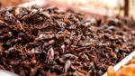 El Niño schimbă meniurile celor mai bune restaurante din lume