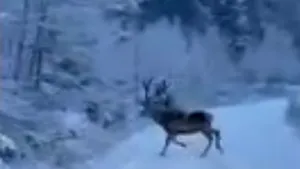 VIDEO Un cerb care traversează un drum montan, filmat de angajaţii unui ocol silvic