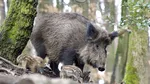 Braconaj. Au împuşcat doi mistreţi.  Un mistreţ rănit a agonizat o zi întreagă