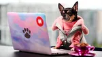 România, în topul europenilor care și-ar schimba locul de muncă pentru a-și putea aduce animalul de companie la birou