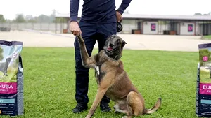 Echipele canine ale Serviciului Vamal de Stat al Ucrainei la perfecţionare profesională în România