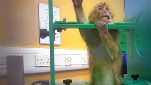 Filmările care zguduie Europa: imagini din laboratoare declanșează apeluri fără precedent pentru oprirea testelor pe animale