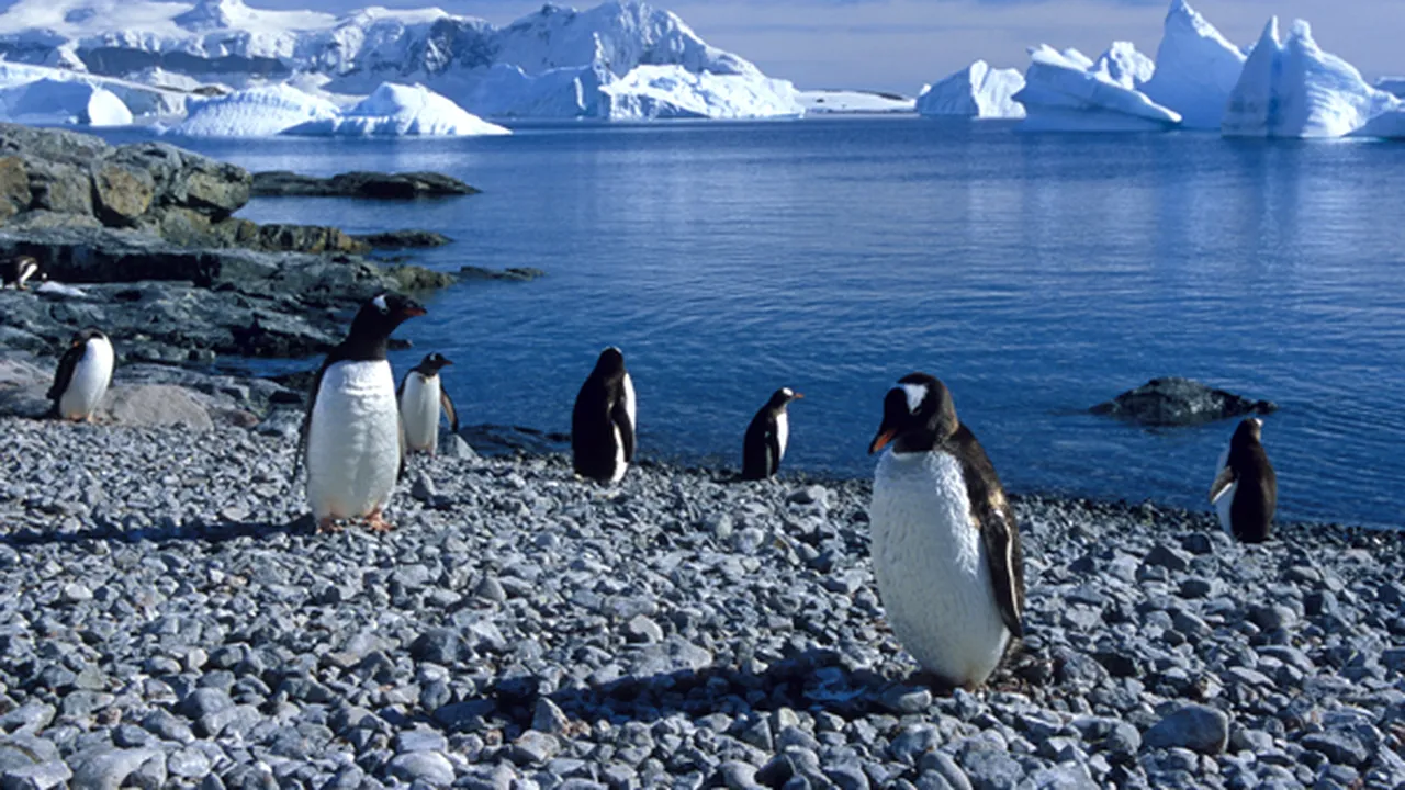 Aproximativ 10.000 de pui de pinguin imperial au murit după ce gheaţa s-a topit