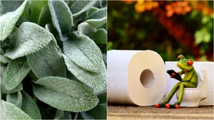 Haz de necaz. Un grup de experţi în grădinărit recomandă trei tipuri de frunze de plante care pot fi folosite în loc de hârtie igienică | FOTO