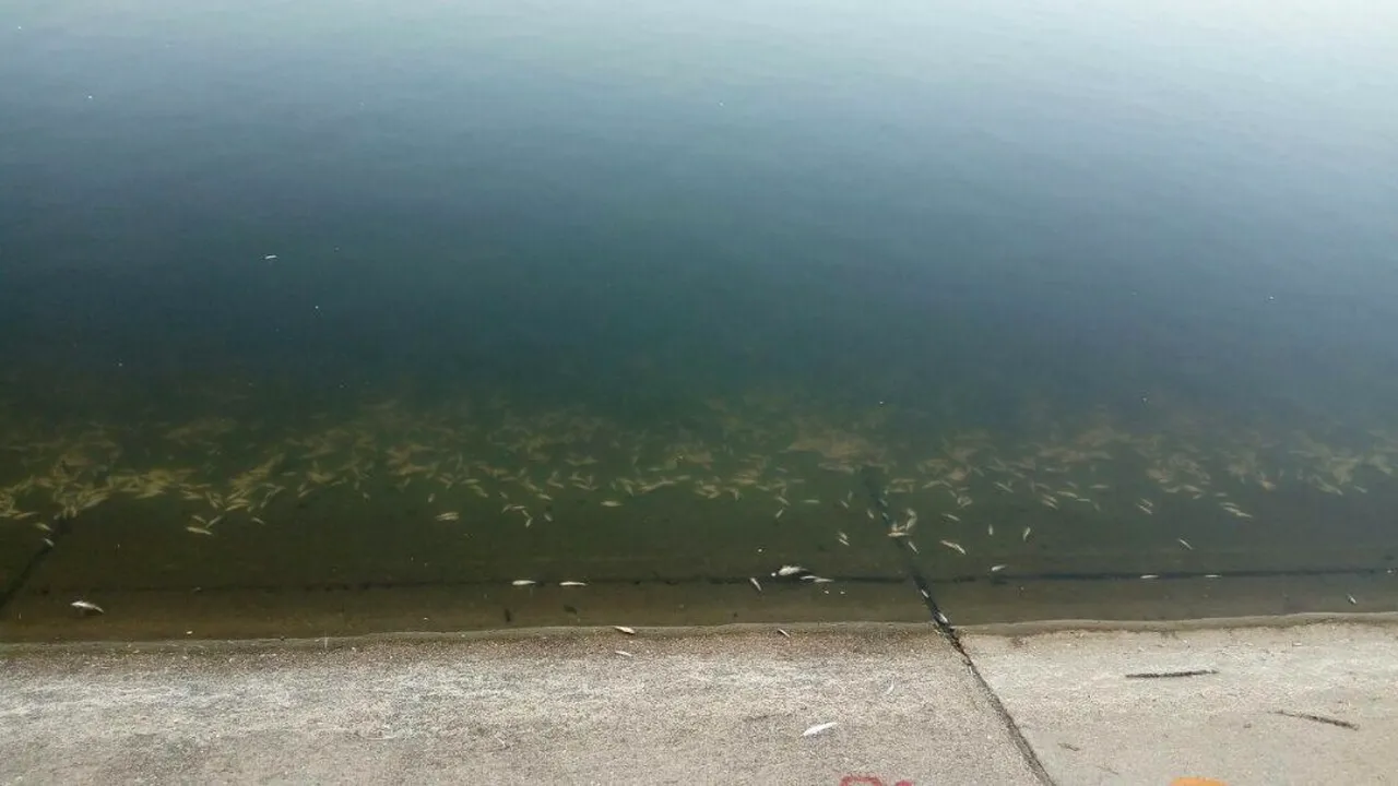 Peşti morţi, găsiţi la marginea Lacului Morii. Ministerul Mediului, MAI şi Garda de Mediu fac vericări