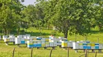 Ajutor de stat pentru apicultori: 12 euro pentru fiecare familie de albine