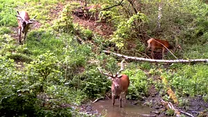 VIDEO Piscina animalelor: o cameră de monitorizare a fost montată lângă un ochi de apă din pădure