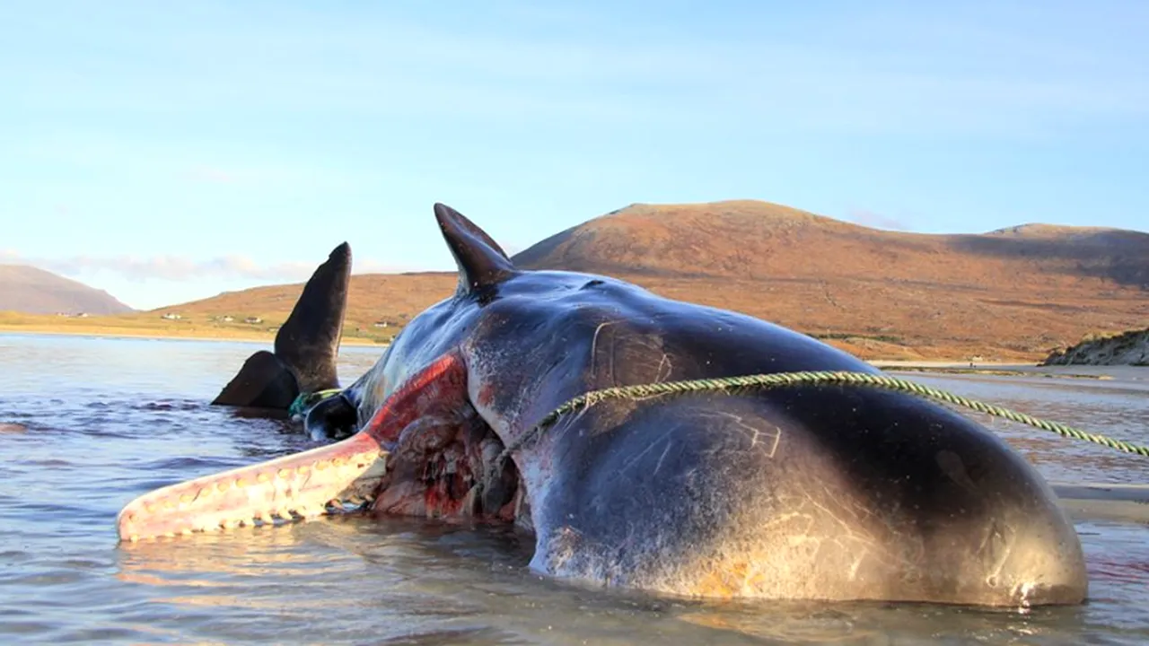 FOTO | Sfârşit tragic. Balenă moartă, găsită cu 100 kilograme de gunoi în stomac
