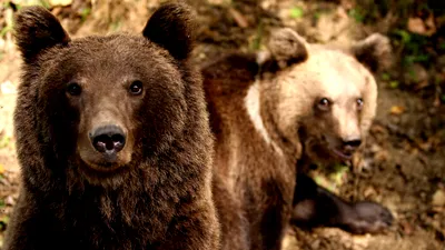 LIFE Amplă vânătoare de urși într-o regiune după ce o tânără a fost omorâtă de un animal
