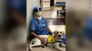 Asistent în lupta cu coronavirusul. Un căţel antrenat îi ajută pe medici să se relaxeze după gărzile epuizante