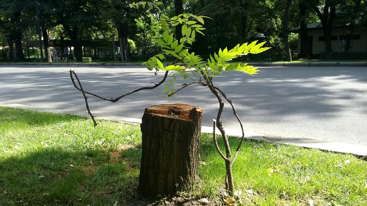 Tăieri de copaci pe B-dul Kiseleff, sesizate de bucureşteni. Primăria Capitalei: S-au tăiat arbori plantaţi acum 10 ani pentru că erau uscaţi