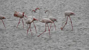 Imagini rare. Peste 100 de păsări flamingo observate în Delta Dunării