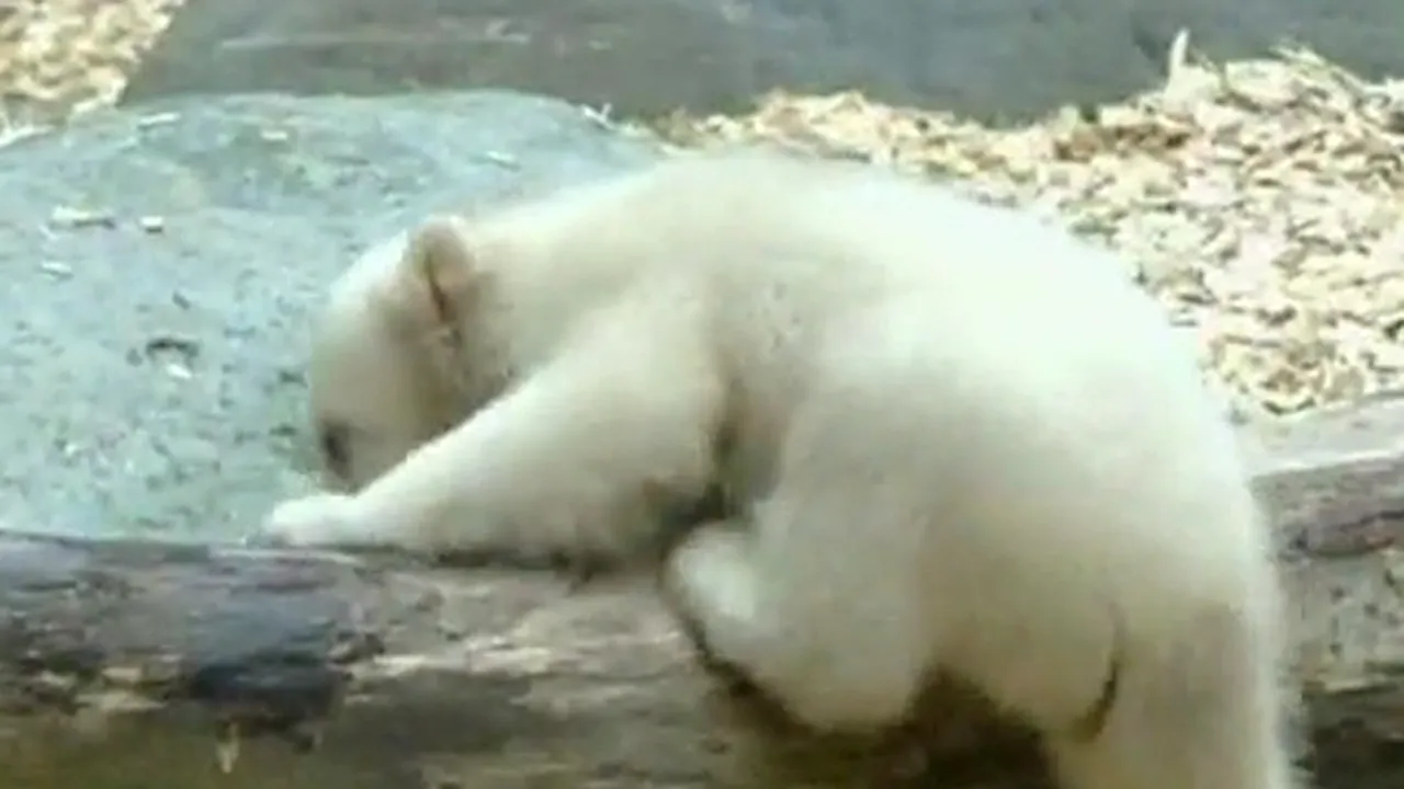 Sora ursului polar Knut, vedetă la o grădină zoologică - VIDEO