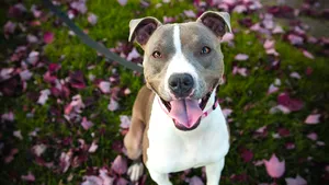 Cum a reuşit un câine să ajute poliţiştii să ajungă la stăpânul său mort, dat dispărut de rude. Oamenii legii sunt uimiţi de loialitatea patrupedului 