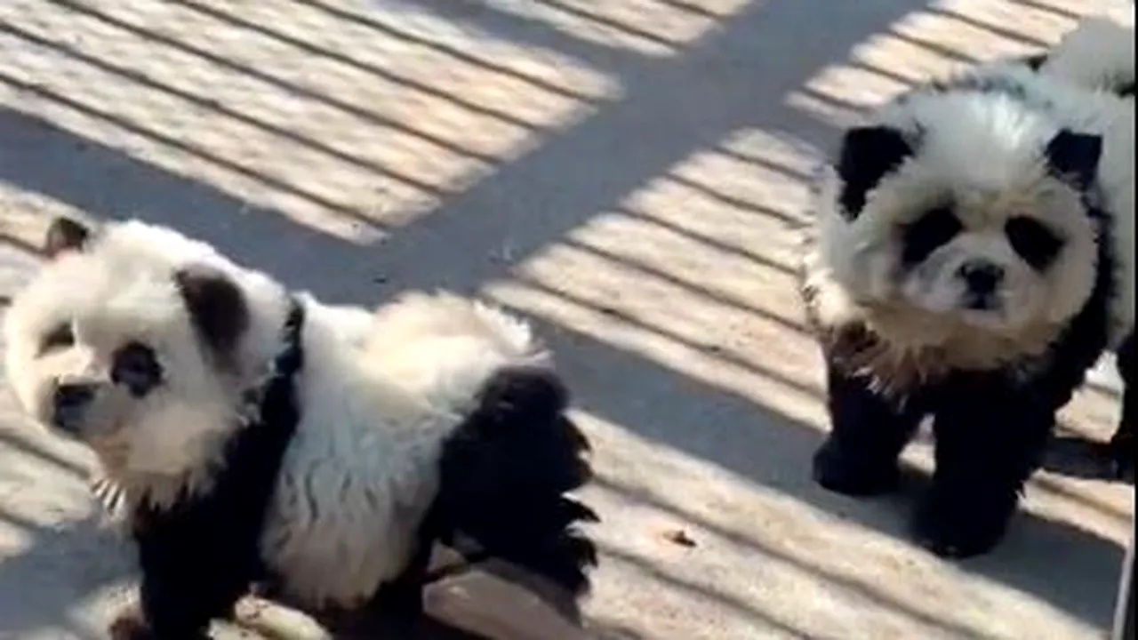 Un parc zoo din China, acuzat că a băgat câini vopsiţi în alb şi negru în cuşca urşilor panda