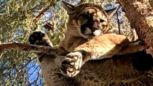 Boxerul Tyrone Spong, arestat după ce puma pe care o deţinea a scăpat din cuşcă