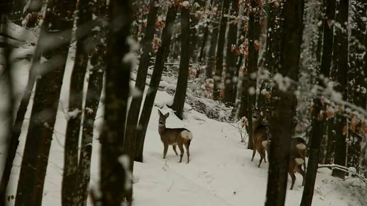 Capră neagră împuşcată în Parâng. Braconierii au fost prinşi