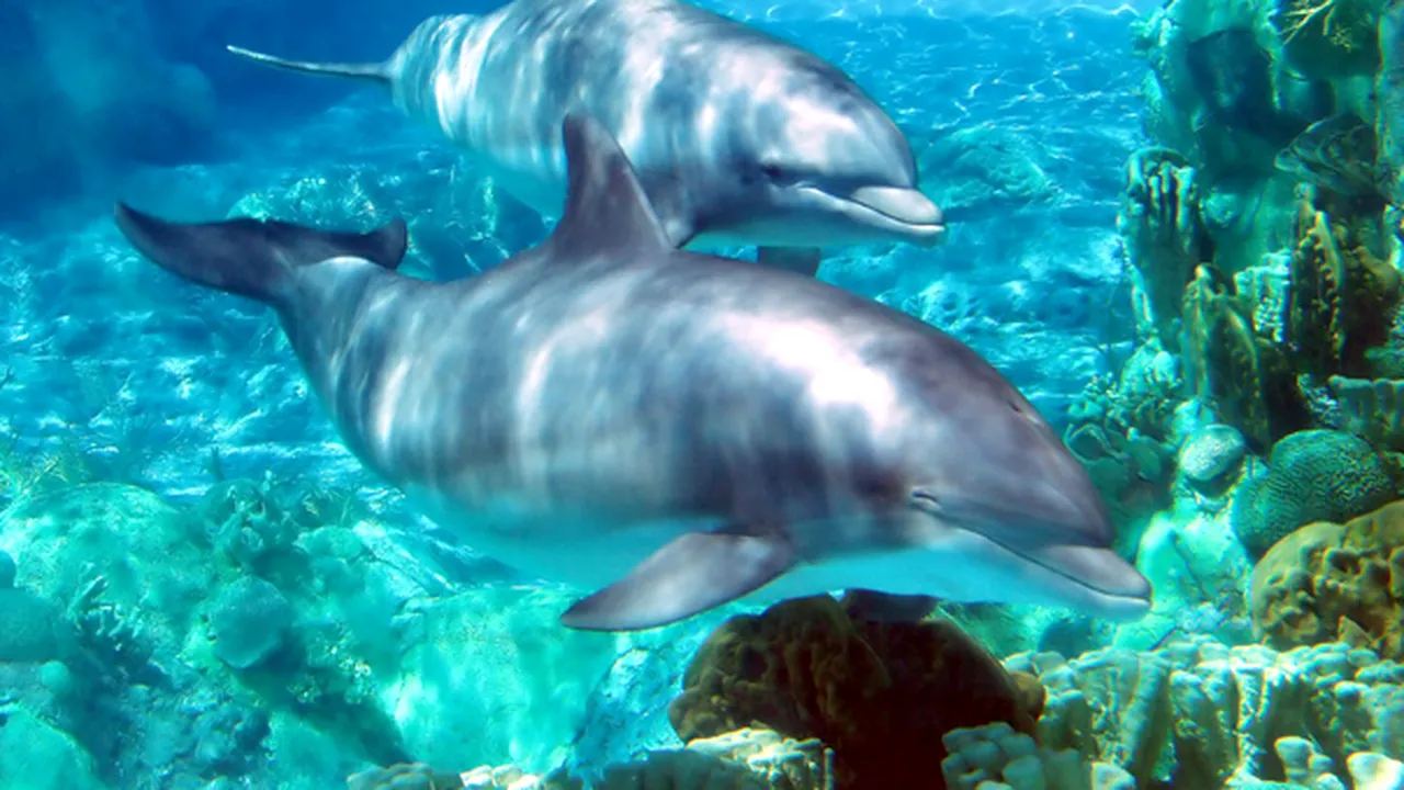 STUDIU: Delfinii au cea mai bună memorie socială dintre animale