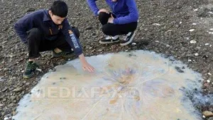 O meduză uriaşă, descoperită pe o plajă din Australia